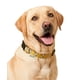 thumbnail image 1 of Collar Mascota Lady Genny D-03 Mostaza, 1 of 3