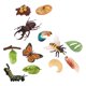 thumbnail image 1 of Juguete De Aprendizaje De Educación Infantil De Crecimiento De Insectos De Naturaleza Realista, 1 of 5