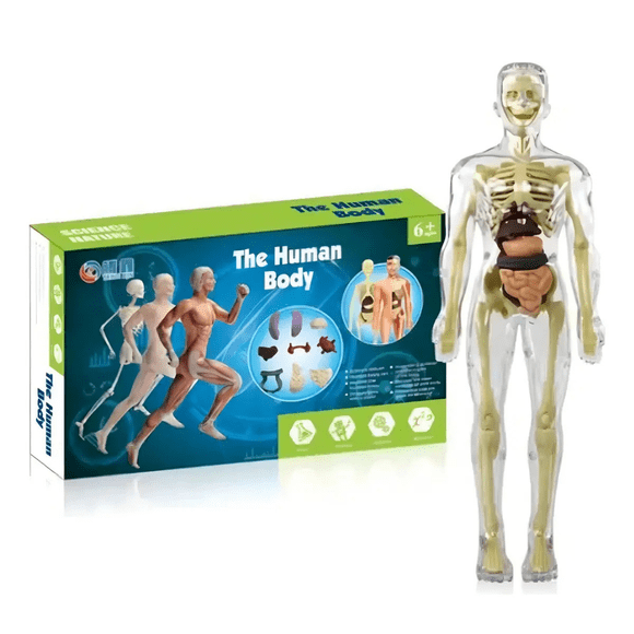 Esqueleto 3D didáctico anatomía