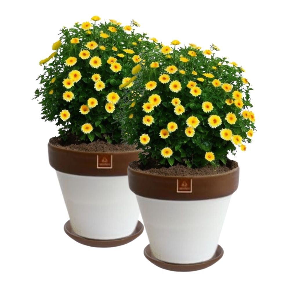 Mestiza - Set De 2 Maceta Kony 24cm Morena Blanco Y Sus Platos