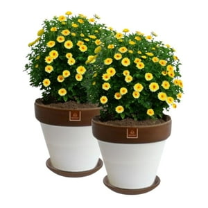 Mestiza - Set De 2 Maceta Kony 24Cm Morena Blanco Y Sus Platos