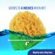thumbnail image 4 of Exfoliante de baño Sea Sponge Baby Buddy Natural Grass para recién nacidos, 4 of 6
