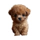thumbnail image 4 of Juguete Electrónico De Peluche Para Perro, Que Camina Y Mueve La Cola, Bonito Para Mujeres, Niños Y Adultos, Color Marrón, 4 of 5