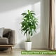 thumbnail image 4 of Árbol de dracaena artificial FSOHOI con maceta alta blanca de 5 pies, 4 of 6