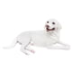 thumbnail image 3 of Escultura De Perro Realista, Artesanía, Escultura, Regalos, Mano De Obra Fina, Modelo De Perro Mascota Blanco, 3 of 5