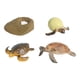 thumbnail image 4 of Juguete de Tortuga de Ciclo de Vida, Modelo de Biología Educativa para Niños de 3 a 6 años, Accesorios de Enseñanza Realistas, Figuras de Animales, Ki tortuga marina, 4 of 5