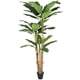 thumbnail image 1 of BANANO 280 cm, 1 of 1