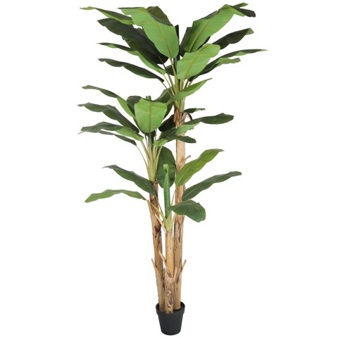 Vadell - Banano 280 Cm