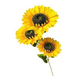 thumbnail image 1 of Girasol artificial vara individual 60 cm, 1 of 3