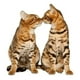 thumbnail image 3 of PACK Feliway Classic Spray x 60 mL, 3 of 3