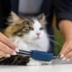 thumbnail image 4 of Accesorio de rastreo GPS para gatos Tractive GPS CAT 4 x3, 4 of 7