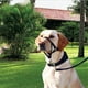 thumbnail image 2 of Collar para perros sin tirar para perros grandes (perros agresivos / reactivos; parada instantánea de tirar; collar de entrenamiento suave para perros; solución cómoda, segura y efectiva par, 2 of 3