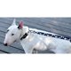 thumbnail image 3 of Dashi Astronaut Leash Small, 3 of 3