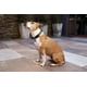 thumbnail image 2 of Street Dogs Placa Identificación Inteligente Colgante Perros azul, 2 of 7