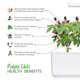 thumbnail image 4 of Pack de 3 chiles morados Click and Grow Smart Garden de Plant Pods, 4 of 6