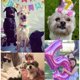 thumbnail image 5 of Sombrero de Cumpleaños para Perro POSAPET Rosa Reutilizable y Ajustable, 5 of 5