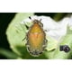 thumbnail image 4 of Lente macro Snap-On Raynox DCR-250 para filtros de 52-67 mm, 4 of 5