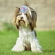 thumbnail image 5 of pinzas para el pelo de perro, gato, perro, mascota, hechas a mano, 5 of 5
