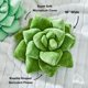 thumbnail image 2 of Almohada decorativa Green Philosophy Co. Succulent® Verde oliva, 2 of 8