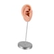 thumbnail image 1 of Modelo de oído de silicona maniquí Mannequin de oído falso joyería de joyas de pendientes de pendientes para exhibición de fotografía minoristas que Bien, 1 of 5