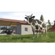 thumbnail image 2 of Farming Simulator 26 para Nintendo Switch, 2 of 9