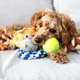 thumbnail image 5 of Cesta de Regalo para Cachorro Paws For Reaction 36 × 18 × 18 cm, 5 of 9