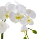 thumbnail image 2 of Planta artificial de orquídea Phalaenopsis casi natural con maceta de cerámica, 2 of 7