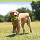 thumbnail image 3 of Pelotas Gigantes Tuff PetSport 4" Juguetes Grandes para Perros Paquete de 3, 3 of 6