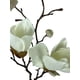 thumbnail image 3 of Magnolia Blanca 50cm, 3 of 3