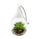 thumbnail image 1 of Planta Artificial Terrario, 1 of 3