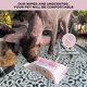thumbnail image 5 of Toallitas Húmedas Kotomoda 240 unidades con Pantenol para el Cuidado de Gatos, 5 of 7