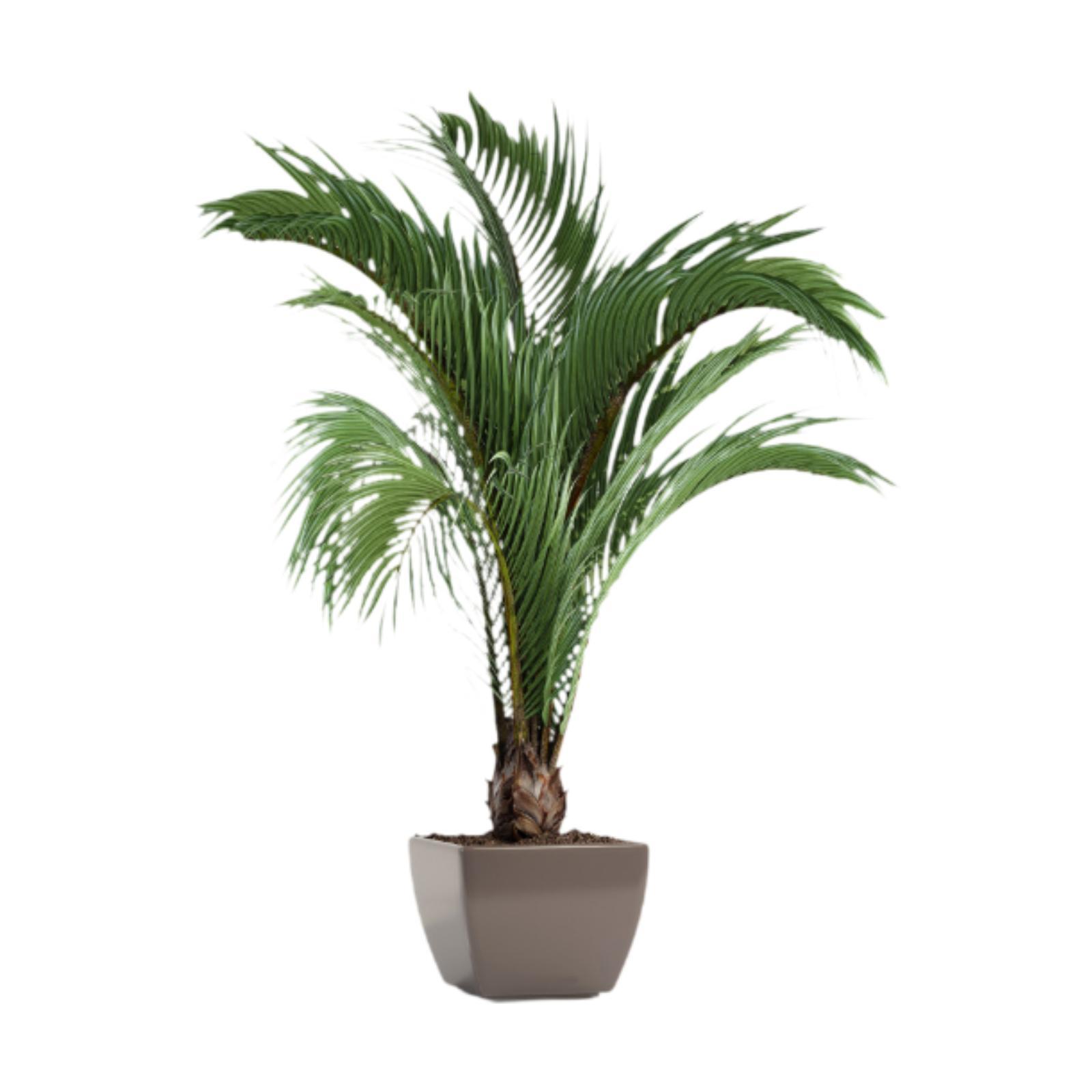 Magideal - Calcomanías De Pared Con Plantas Botánicas, Calcomanías De Arte De Pared En 3D, Murales De Arte De Pared, Estanterías De Cocina, Arte Para El Hogar,