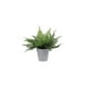 thumbnail image 1 of Planta Artificial Concepts Life para decorar tu hogar, 1 of 2