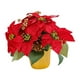 thumbnail image 4 of Planta De Navidad Artificial Poinsettia, Poinsettia Roja En Maceta Para Fiesta En Interiores, 4 of 5