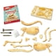 thumbnail image 4 of Kit de excavación de fósiles de dinosaurio Science4you Brachiosaurus para 6+ años, 4 of 5