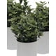 thumbnail image 1 of Plantita Artificial Deco Altura 29 Cm.., 1 of 2