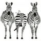 thumbnail image 1 of Decomural Group Zebra Safari Animals WS-17659, 1 of 2