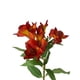 thumbnail image 2 of Flor Astromelia Naranja 63cm, 2 of 3