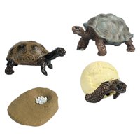 Bothyi - Juguetes De Tortuga De Ciclo De Vida, Ciencia Cognitiva Realista Para Niños Y Niñas, Tortuga Educativa