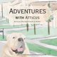 thumbnail image 1 of Libro Aventuras con Atticus Putter: Atticus encuentra un hogar, 1 of 1