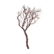 thumbnail image 1 of Manzanita Vickerman natural, 60 cm, seca para uso en interiores, 1 of 4