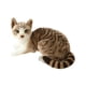 thumbnail image 3 of Simulación Gatos Siameses Animal Felpa Acolchado Relleno Para Regalo De Cumpleaños StyleC, 3 of 5