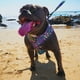 thumbnail image 2 of Collar para Perros Ibiza Talla L, 2 of 2