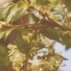 thumbnail image 4 of Perfume L'OCCITANE Osmanthus Eau de Toilette 75 ml para mujer, 4 of 5