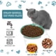 thumbnail image 3 of 6 Pcs Shallow Gato Food Dish Gato Wet Food Flat Gato Bowls Whisker Fatigue Free Gato Food Bowls Gato Dishes fo Food and Water Wide Gato Plate para gatitos and Shot Legged Gato, 3 of 7