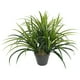 thumbnail image 2 of Grass Verde de 50 cm, 2 of 2