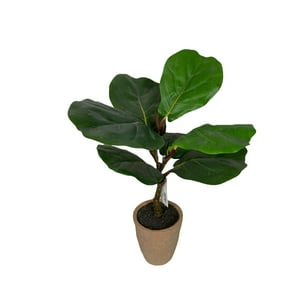 Corel - Árbol Ficus Lyrata 50Cm Artificial