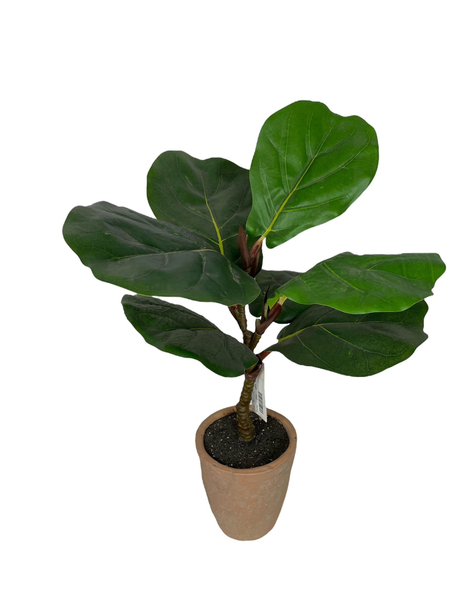 Corel - Árbol Ficus Lyrata 50Cm Artificial