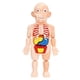 thumbnail image 3 of Torso Humano Cuerpo Modelo Anatomía órganos Internos Anatómicos Herramientas De Enseñanza, 3 of 5