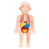 Bothyi - Torso Humano Cuerpo Modelo Anatomía Órganos Internos Anatómicos Herramientas De Enseñanza